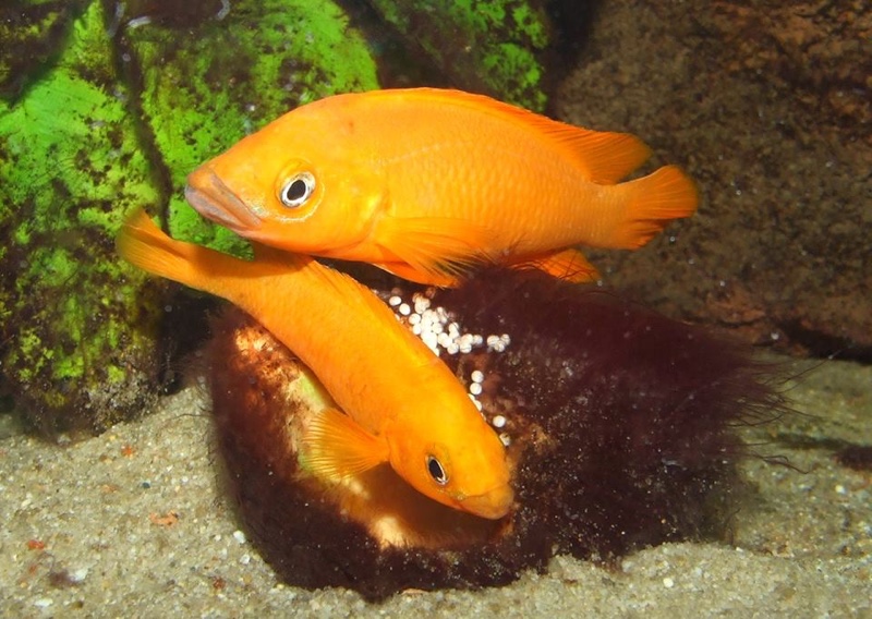Neolamprologus leleupi
